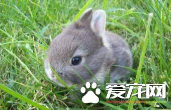 雷克斯兔怎样 雷克斯兔享有兔中之王的美誉
