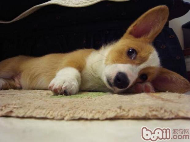 狗狗鼻子褪色的原因以及改善方法