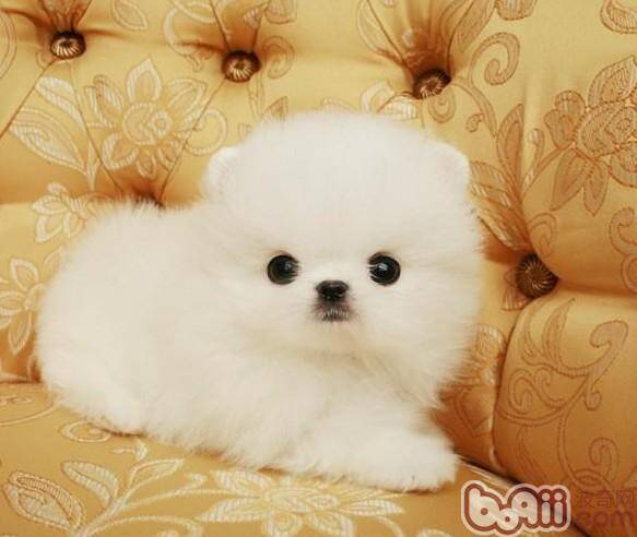 幼犬为什么容易得犬瘟和细小