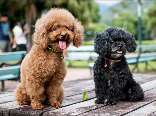泰迪贵宾犬区别