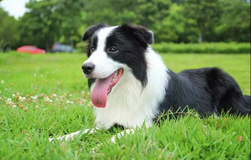 边牧幼犬大便稀灰黑色，边牧大便稀有点儿黑