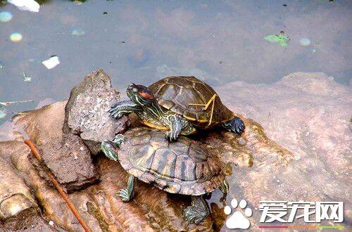 乌龟怎么喂养 乌龟的窝需要时常清理