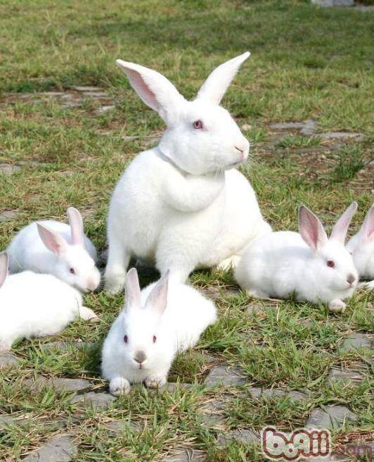 肉兔之王新西兰兔的介绍