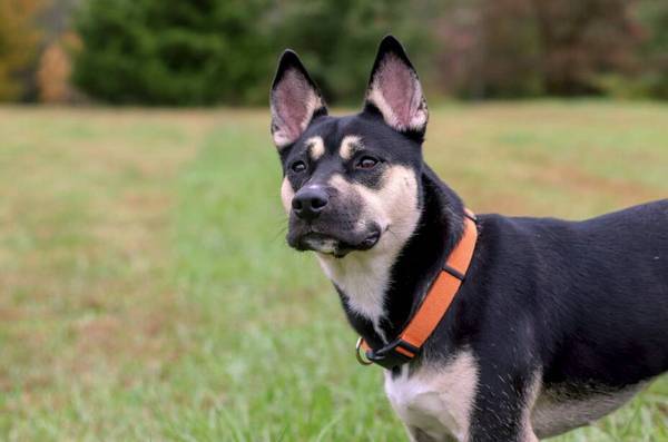 宝宝被自家狗咬了