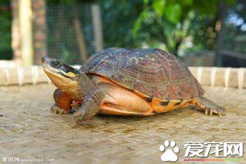 乌龟吃什么怎么养 很多龟类都需要晒太阳