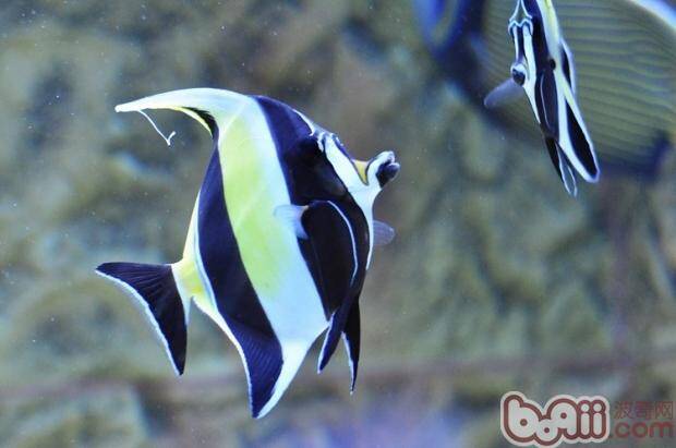 奶妈鱼在繁殖中的作用