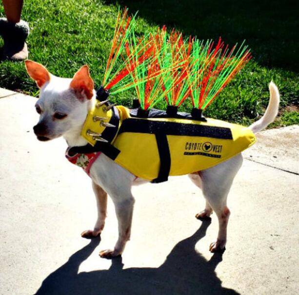 担心狗狗遭受野生动物攻击?你可以看看这件”盔甲”