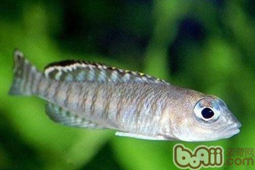 蓝眼鲫的饲养环境