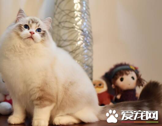 布偶猫取什么名字  布偶猫取这个名字又乖又亲人