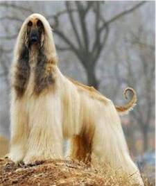 阿富汗犬有没有神经质 及养护常识