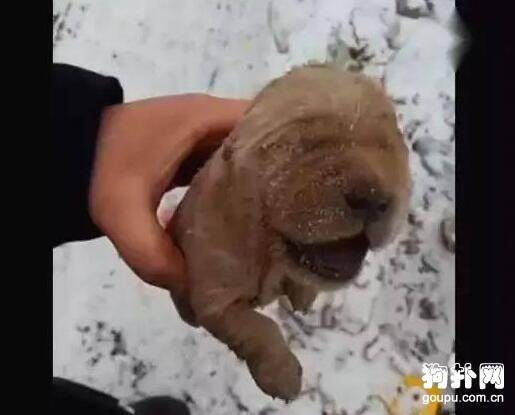 雪地里捡到只小奶狗，已被活活冻成冰雕，看一次哭一次！