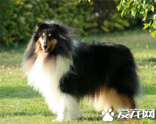 苏格兰牧羊犬重量 雄性苏牧体重约60到75磅