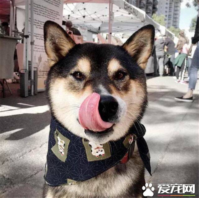 黑柴犬多少钱一只 黑柴的价格一般在五千左右