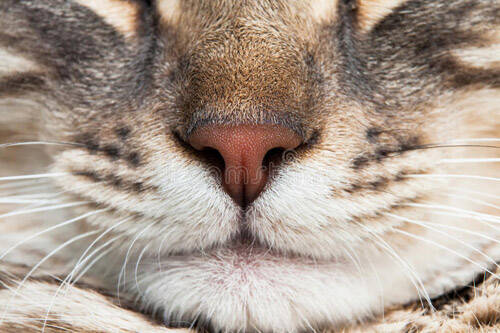 猫的鼻子灵敏吗