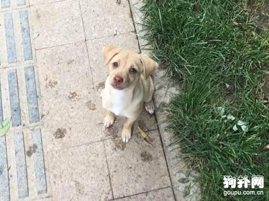 遛个弯的功夫，捡回一只机灵的小狗，运气太好了吧