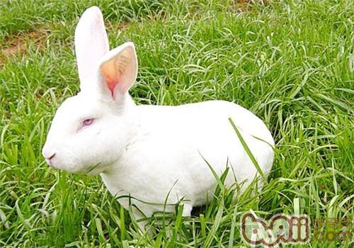 獭兔饲料可添加食用油