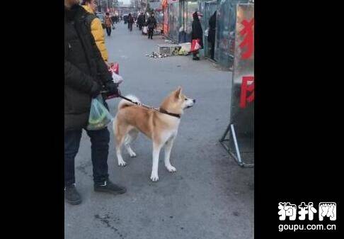 宠主在狗肉铺对自家狗狗说：“以后不听话，就送来炖了吃肉！”