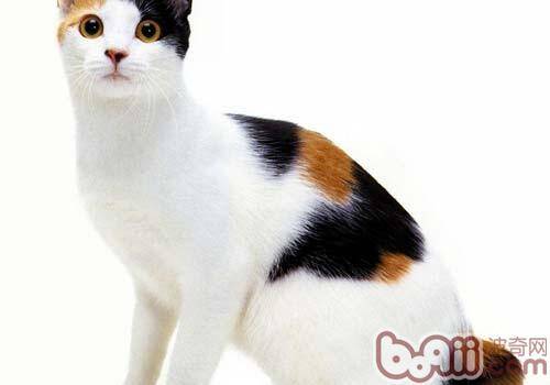 日本短尾猫的性格特点