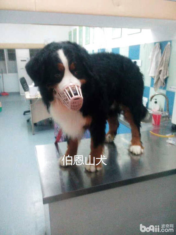 伯恩山犬子宫蓄脓的案例分析