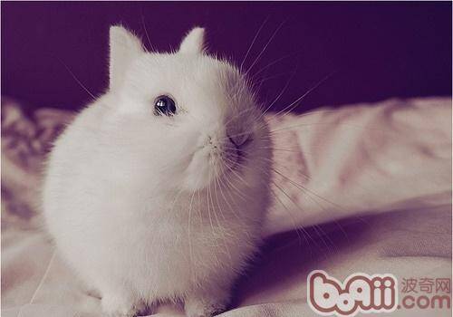最小的兔子——波兰兔简介