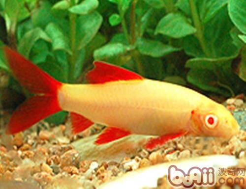 彩虹鲨的品种简介