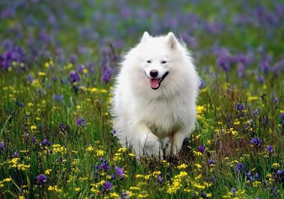 怎么训练美国爱斯基摩犬保护主人,主人