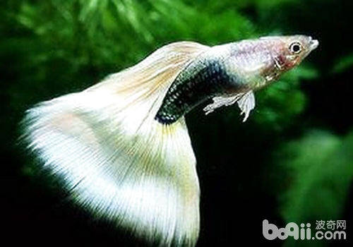孔雀鱼母鱼为什么会吃小鱼？