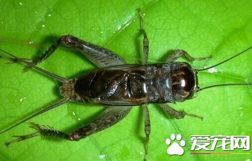 蟋蟀用什么发声 翅膀收闭就能产生声音