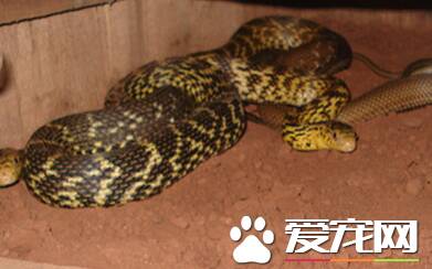 王锦蛇一年能长多大 幼体到成体仅需两年