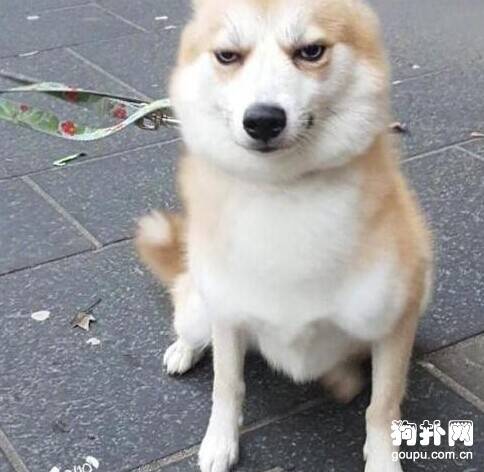 狗狗听到主人夸别的汪不开心了，瞧，眼神儿都变了