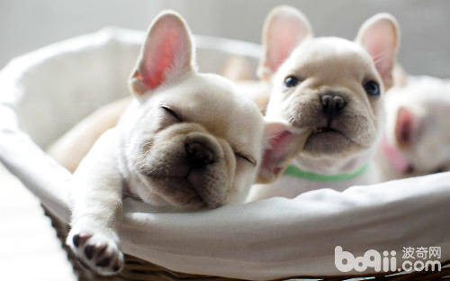 解决法国斗牛犬体臭的方法