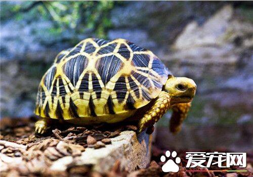 家养龟的种类 五种家养龟的常见种类