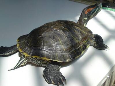 巴西红耳龟吃什么 是杂食性乌龟品种