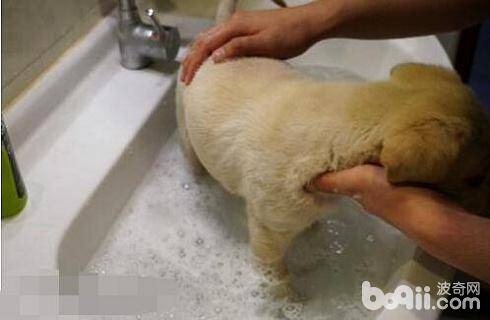 给拉布拉多洗澡要注意什么？