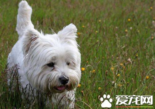 西施犬能吃多少 小型西施犬食量并不大