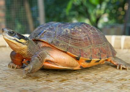 怎么让乌龟吃东西 一般在中午前后摄食