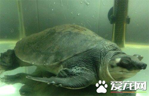 猪鼻龟适宜温度 猪鼻龟的生活环境以及水质