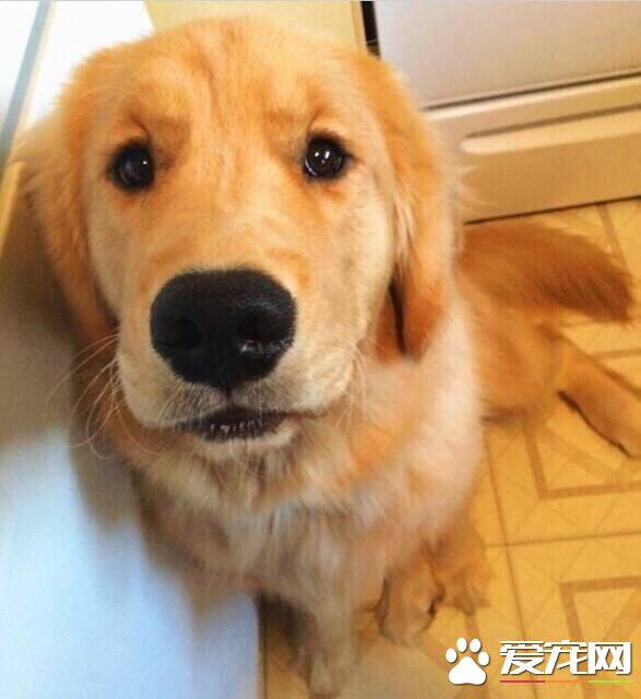 金毛的脚垫什么颜色 金毛脚垫变色的原因