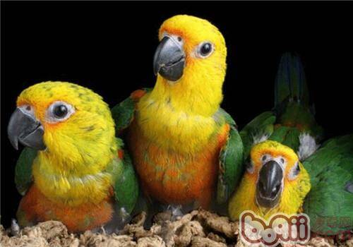 珍达锥尾鹦鹉的生活环境