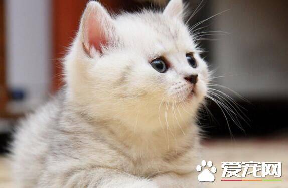 猫为什么怕黄瓜 猫咪们都害怕什么东西