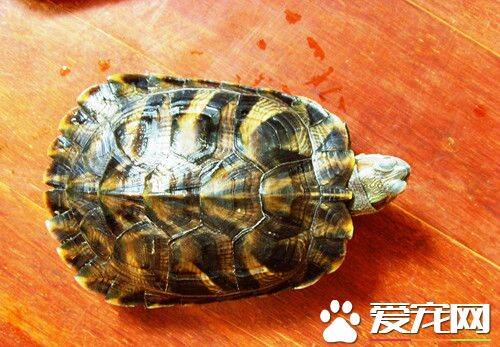 野生乌龟怎么养 需要一个卫生洁净的饲养环境
