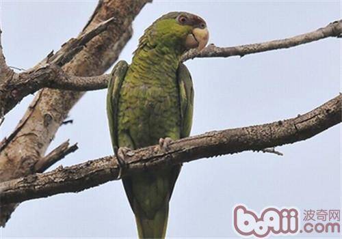 紫冠亚马逊鹦鹉的生活环境