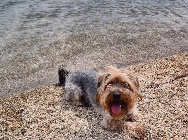 狗肚子疼是什么症状