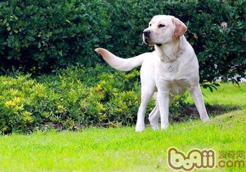 训练幼犬从不可以开始