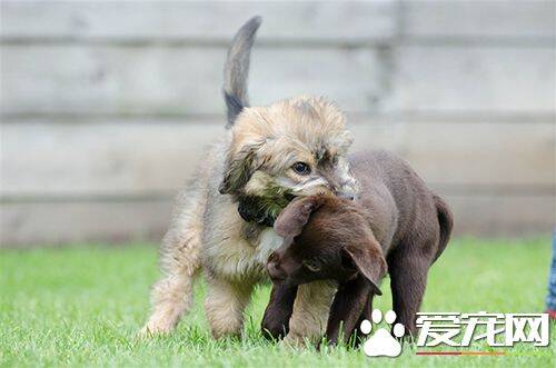 新生幼犬都要做哪些免疫  幼犬免疫最佳时间及注意事项