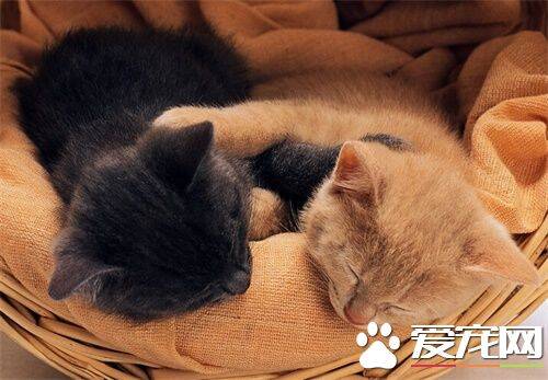 猫老叫怎么办 首先需要判断小猫叫的原因