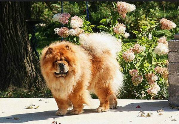 狗狗怀孕一个月症状是什么情况