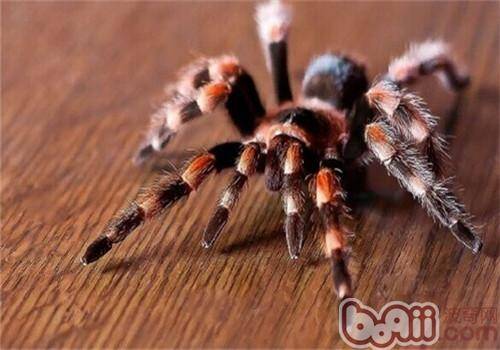 墨西哥火膝头的生活环境