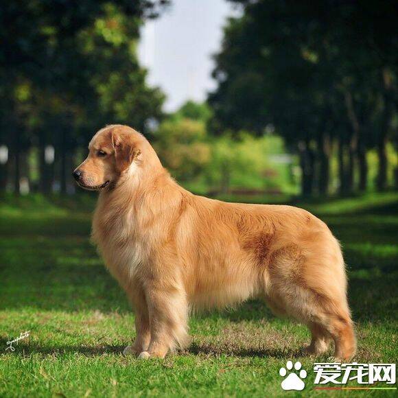 金毛寻回犬孕期 金毛寻回犬孕期症状表现