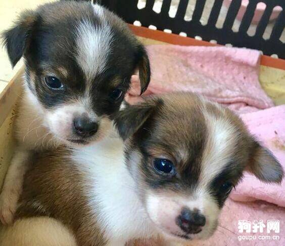 男子为了免费领只纯种狗，连这种话都说出来了，不配养狗！